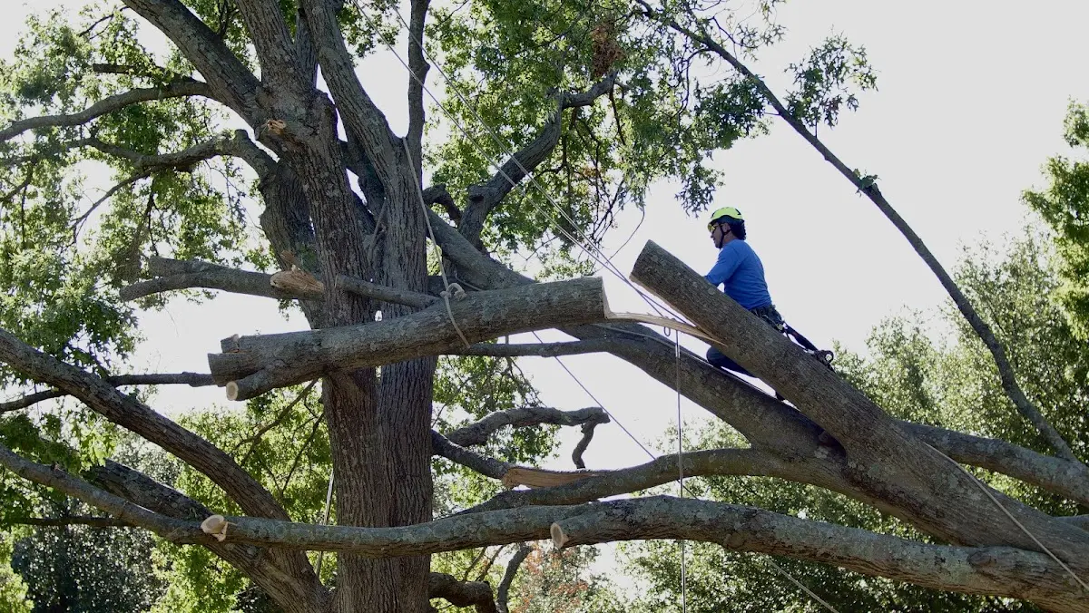 Professional Crown Thinning performed by certified arborists in Robert